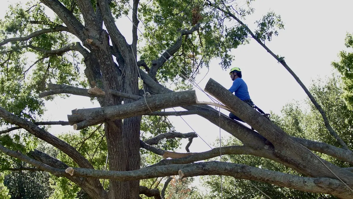 Professional Crown Thinning performed by certified arborists in Proberta
