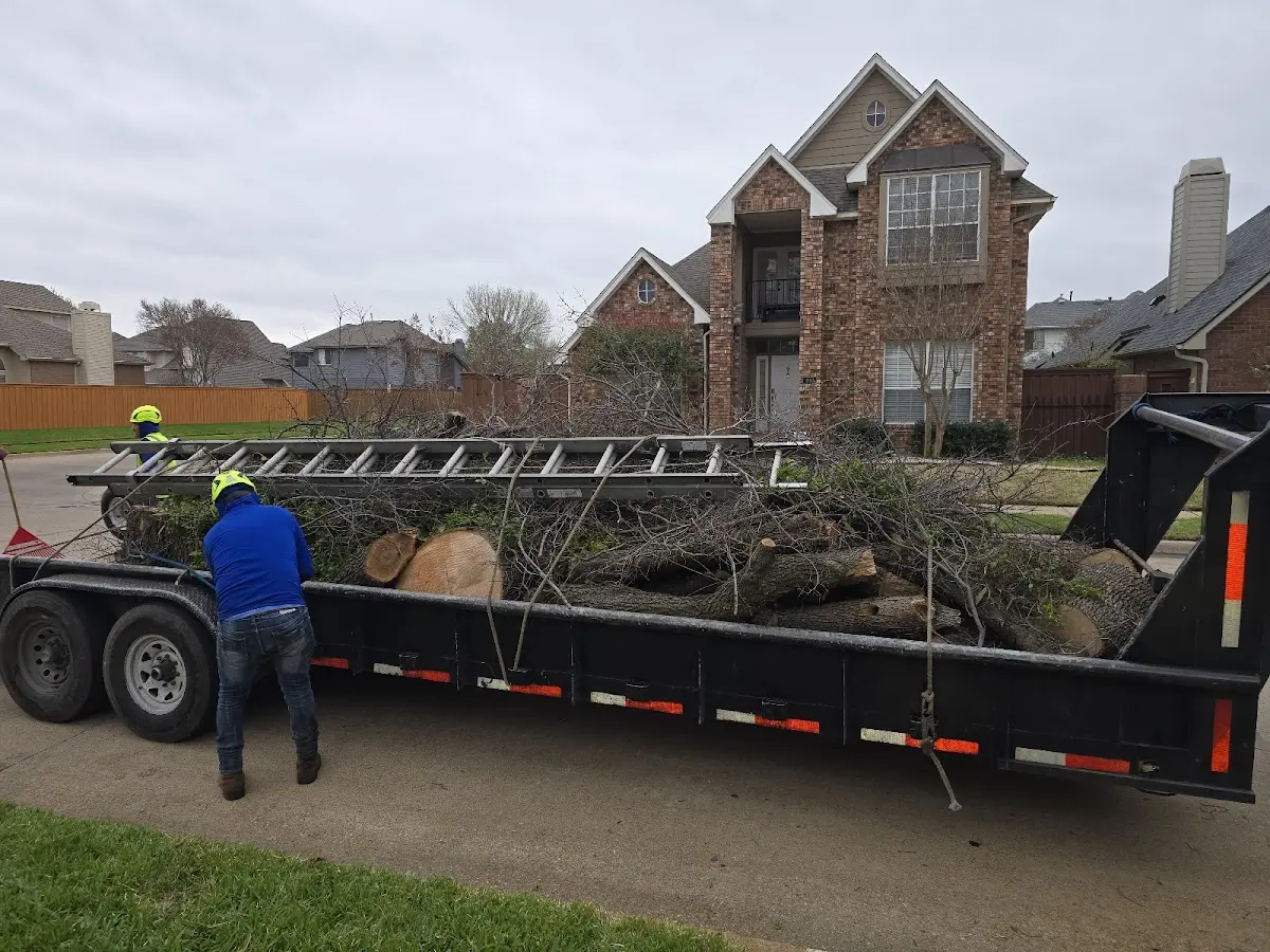 Expert Tree Removal with proper safety equipment in Proberta